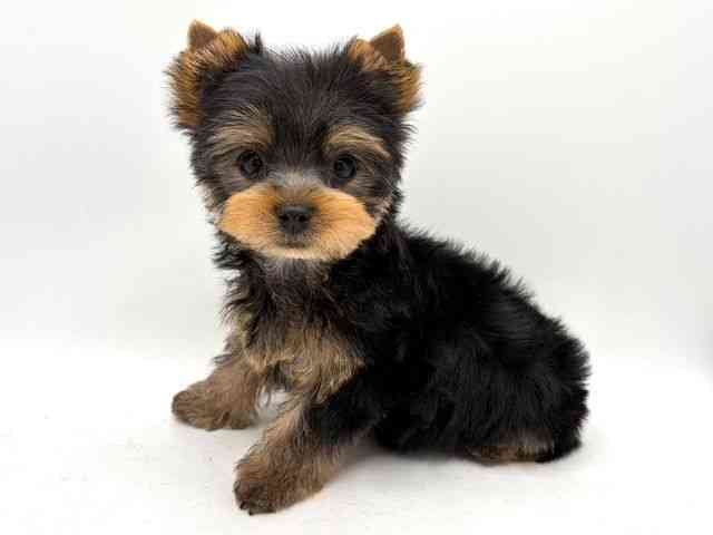 奈良県のヨークシャーテリア (ひごペットフレンドリー田原本店/2025年12月6日生まれ/男の子/スチールブルータン)の子犬の3枚目の画像