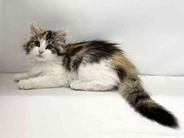 愛媛県のノルウェージャンフォレストキャット (ひごペットフレンドリーイオンモール今治新都市店/2025年11月28日生まれ/女の子/キャリコ)の子猫の3枚目の画像