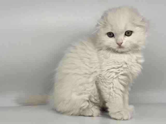 徳島県のスコティッシュフォールド (ひごペットフレンドリーゆめタウン徳島店/2025年12月6日生まれ/男の子/ホワイト)の子猫の3枚目の画像