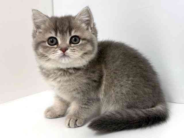 大阪府のブリティッシュショートヘアー (ひごペットフレンドリーベルファⅡ都島店/2025年12月3日生まれ/女の子/ブルーシェーデッドゴールデン)の子猫の3枚目の画像