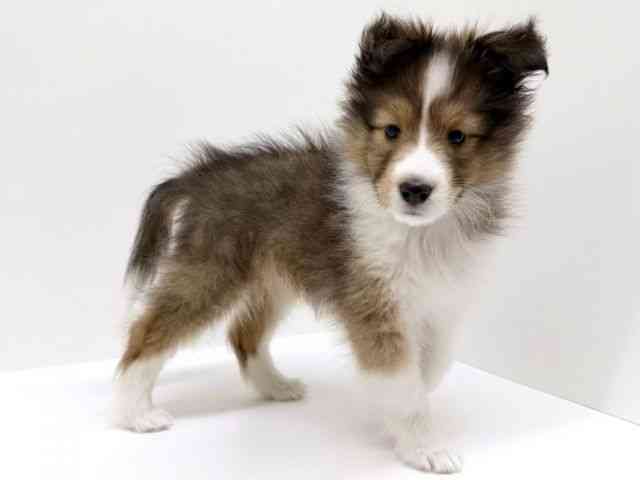 兵庫県のシェットランドシープドッグ (ひごペットフレンドリーブルメールHAT神戸店/2025年12月5日生まれ/男の子/セーブルホワイト)の子犬の3枚目の画像