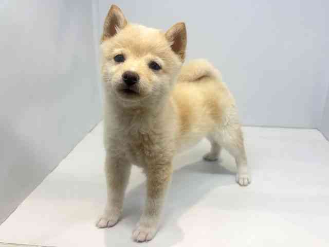 大阪府の柴犬(標準サイズ) (ひごペットフレンドリーセブンパーク天美店/2025年12月6日生まれ/女の子/白)の子犬の3枚目の画像