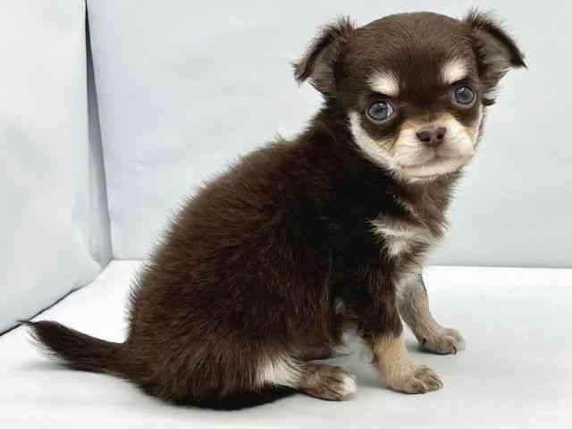 大阪府のチワワ(ロング) (ひごペットフレンドリーイトーヨーカドー津久野店/2025年12月6日生まれ/男の子/チョコレートクリームホワイト)の子犬の3枚目の画像