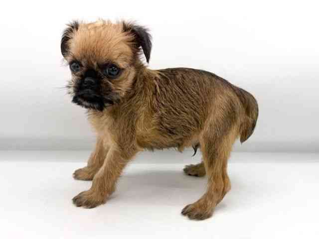 大阪府のブリュッセルグリフォン (ひごペットフレンドリーららぽーとEXPOCITY店/2025年12月6日生まれ/男の子/レッド)の子犬の3枚目の画像