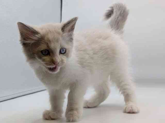 香川県のラグドール (ひごペットフレンドリーゆめタウン高松店/2025年12月6日生まれ/男の子/ブルーポイントバイカラー)の子猫の3枚目の画像