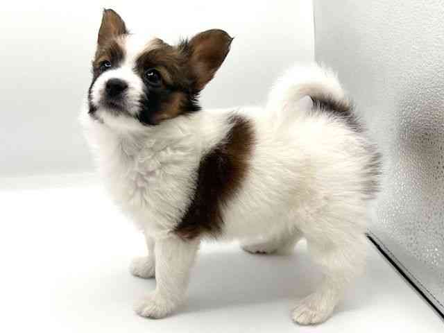 京都府のパピヨン (ひごペットフレンドリーイオンモール高の原店/2025年12月6日生まれ/女の子/ホワイトブラウン)の子犬の3枚目の画像