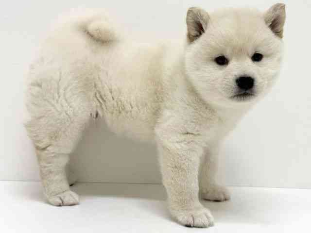 大阪府の柴犬(標準サイズ) (ひごペットフレンドリーくずはモール店/2025年12月6日生まれ/男の子/白)の子犬の3枚目の画像