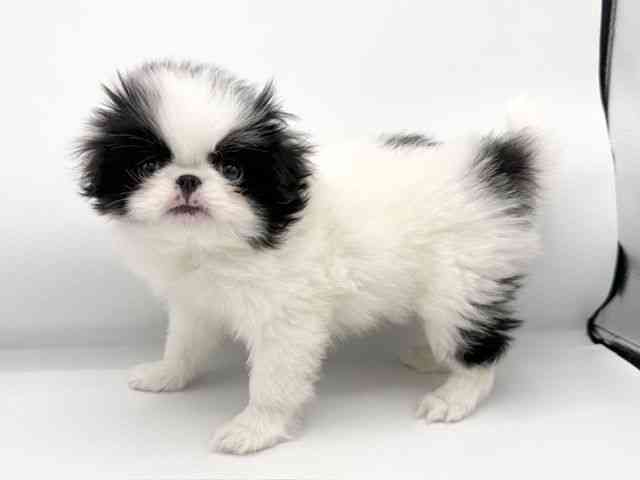 大阪府の狆 (ひごペットフレンドリーららぽーとEXPOCITY店/2025年12月6日生まれ/男の子/白黒)の子犬の3枚目の画像