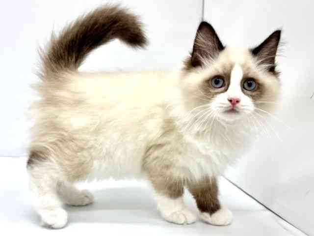 大阪府のラグドール (ひごペットフレンドリーイオンタウン茨木太田店/2025年12月3日生まれ/男の子/シールポイントバイカラー)の子猫の3枚目の画像