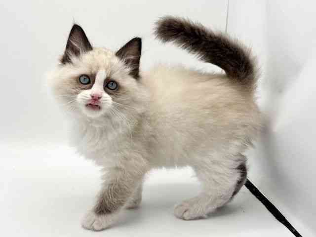 大阪府のラグドール (ひごペットフレンドリーみのおキューズモール店/2025年12月3日生まれ/男の子/シールポイントバイカラー)の子猫の3枚目の画像