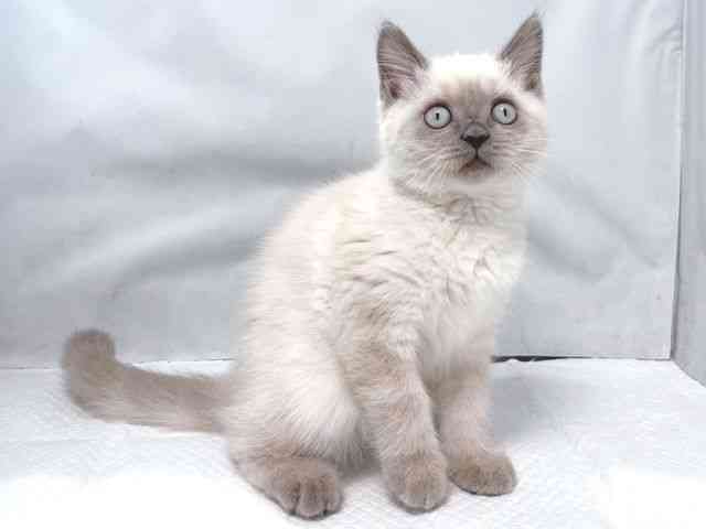 大阪府のブリティッシュショートヘアー (ひごペットフレンドリー堺プラットプラット店/2025年12月5日生まれ/女の子/ブルーポイント)の子猫の3枚目の画像