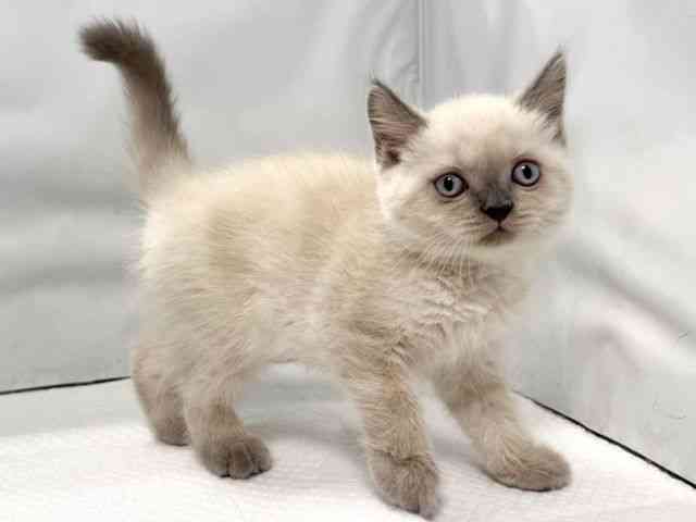 大阪府のブリティッシュショートヘアー (ひごペットフレンドリー堺プラットプラット店/2025年12月5日生まれ/女の子/ブルーポイント)の子猫の3枚目の画像