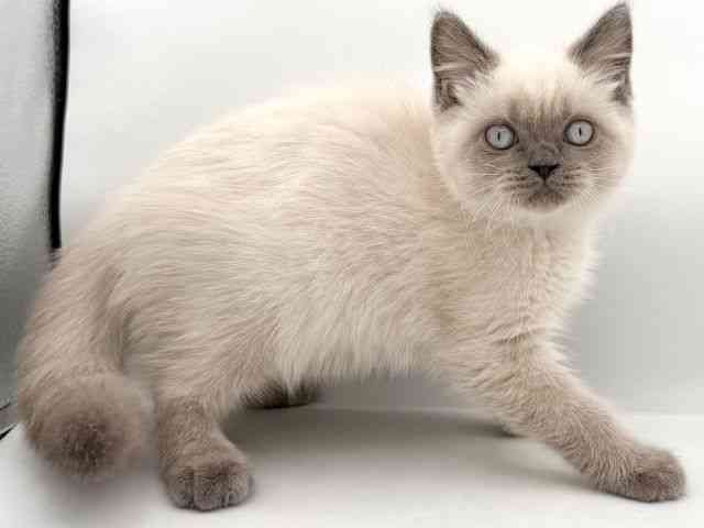 大阪府のブリティッシュショートヘアー (ひごペットフレンドリーイオンそよら海老江店/2025年12月5日生まれ/女の子/ブルーポイント)の子猫の3枚目の画像