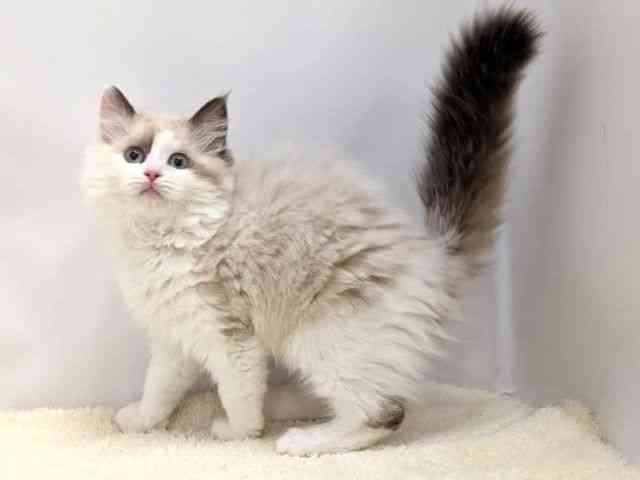 広島県のラグドール (ひごペットフレンドリーゆめタウン廿日市店/2025年12月7日生まれ/女の子/シールポイントバイカラー)の子猫の3枚目の画像