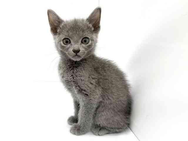 大阪府のロシアンブルー (ひごペットフレンドリーイオンタウン茨木太田店/2025年12月7日生まれ/女の子/ブルー)の子猫の3枚目の画像