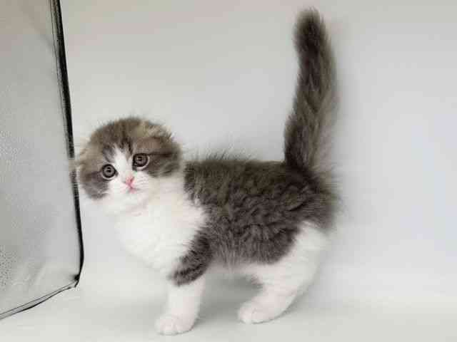 大阪府のスコティッシュフォールド (ひごペットフレンドリー瓜破店/2025年12月5日生まれ/男の子/ブルータビーホワイト)の子猫の3枚目の画像