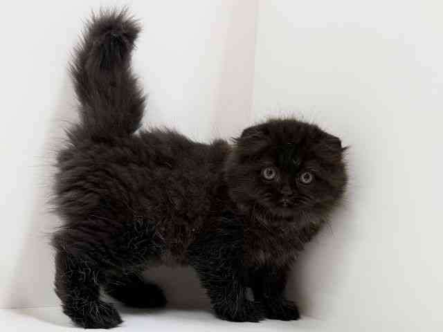 奈良県のスコティッシュフォールド (ひごペットフレンドリーイオンモール橿原ウエスト・ビレッジ店/2025年12月5日生まれ/女の子/ブラック)の子猫の3枚目の画像
