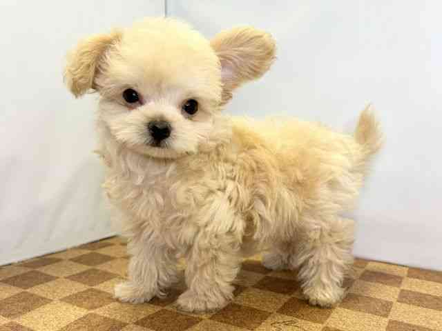 愛媛県のチワプー/プーチー(チワワ×プードル) (ひごペットフレンドリーエミフルMASAKI店/2025年12月6日生まれ/男の子/クリーム)の子犬の3枚目の画像