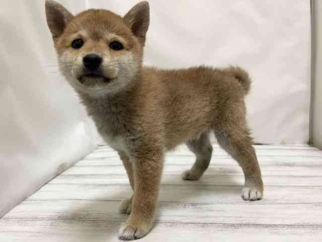 和歌山県の柴犬(標準サイズ) (ひごペットフレンドリーパームシティ和歌山店/2025年12月5日生まれ/男の子/赤)の子犬の3枚目の画像