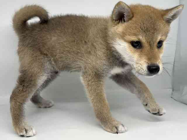 徳島県の柴犬(標準サイズ) (ひごペットフレンドリーゆめタウン徳島店/2025年12月5日生まれ/男の子/赤)の子犬の3枚目の画像