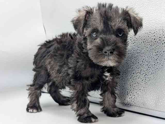 香川県のミニチュアシュナウザー (ひごペットフレンドリーゆめタウン高松店/2025年12月7日生まれ/女の子/ソルトペッパー)の子犬の3枚目の画像