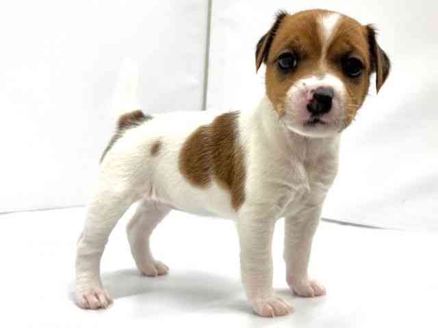 大阪府のジャックラッセルテリア (ひごペットフレンドリーイオンタウン茨木太田店/2025年12月6日生まれ/女の子/ホワイトタン)の子犬の3枚目の画像