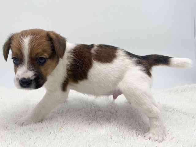 島根県のジャックラッセルテリア (ひごペットフレンドリーイオンモール出雲店/2025年11月29日生まれ/男の子/ホワイトタン)の子犬の3枚目の画像