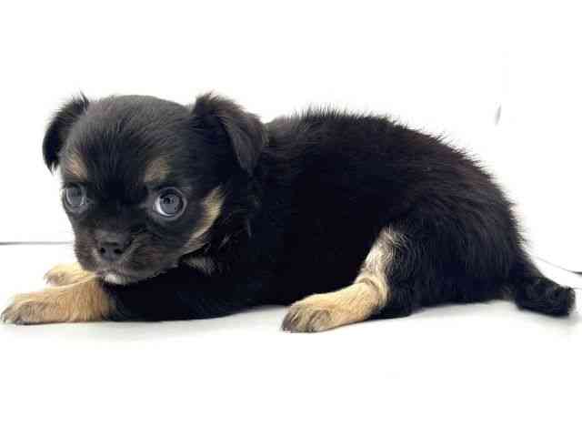 兵庫県のチワワ(ロング) (ひごペットフレンドリークラウンパーク伊丹店/2025年12月5日生まれ/女の子/ブラックタン)の子犬の3枚目の画像