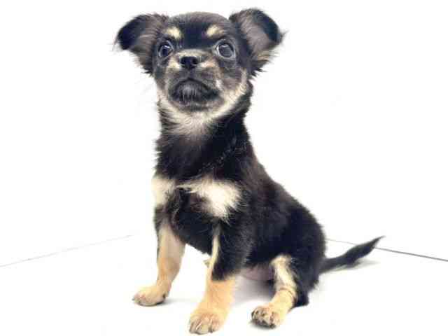 兵庫県のチワワ(ロング) (ひごペットフレンドリークラウンパーク伊丹店/2025年12月5日生まれ/女の子/ブラックタン)の子犬の3枚目の画像