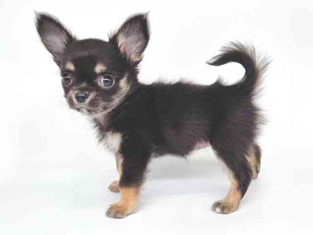 大阪府のチワワ(ロング) (ひごペットフレンドリー泉ヶ丘店/2025年12月5日生まれ/女の子/ブラックタン)の子犬の3枚目の画像