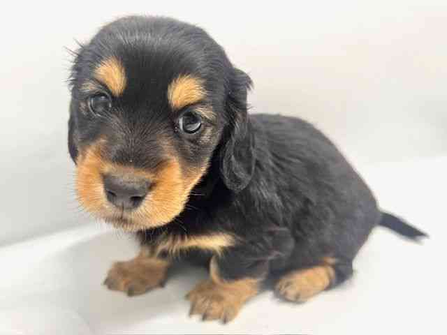 大阪府のミニチュアダックスフンド(ロング) (ひごペットフレンドリーイオンタウン豊中庄内店/2025年12月8日生まれ/女の子/ブラックタン)の子犬の3枚目の画像