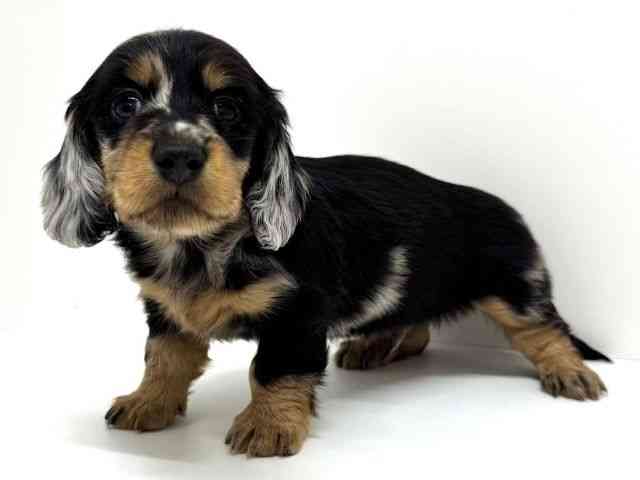 大阪府のミニチュアダックスフンド(ロング) (ひごペットフレンドリーくずはモール店/2025年12月8日生まれ/男の子/シルバーダップル)の子犬の3枚目の画像