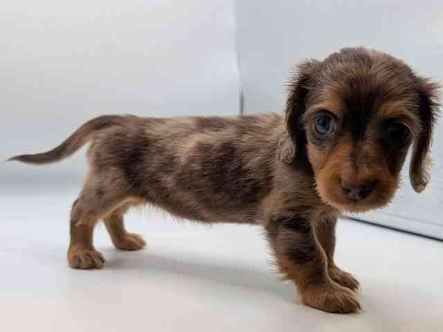 香川県のミニチュアダックスフンド(ロング) (ひごペットフレンドリーゆめタウン高松店/2025年12月6日生まれ/女の子/チョコレートダップル)の子犬の3枚目の画像