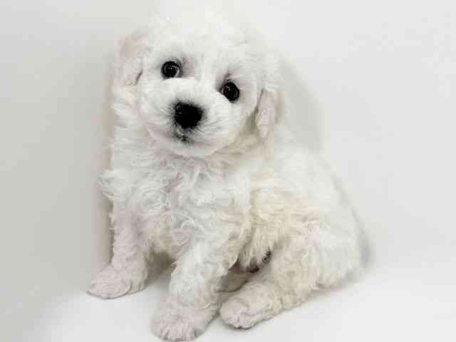 京都府のビションフリーゼ (ひごペットフレンドリーイズミヤショッピングセンター八幡店/2025年12月5日生まれ/男の子/ホワイト)の子犬の3枚目の画像