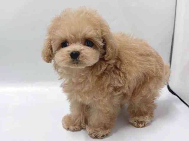 京都府のマルプー(マルチーズ×プードル) (ひごペットフレンドリー京都店/2025年12月5日生まれ/女の子/クリーム)の子犬の3枚目の画像