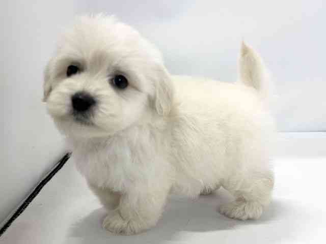 愛媛県のマルックス(マルチーズ×ダックス) (ひごペットフレンドリーイオンモール今治新都市店/2025年12月6日生まれ/男の子/ホワイトクリーム)の子犬の3枚目の画像