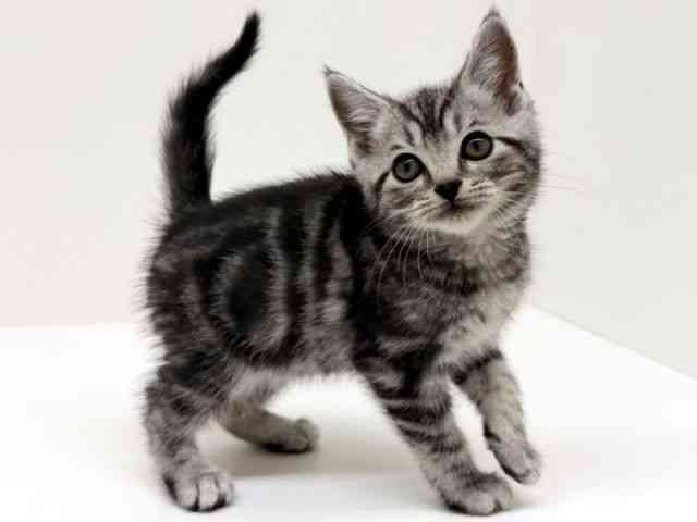 兵庫県のアメリカンショートヘアー (ひごペットフレンドリーブルメールHAT神戸店/2025年12月7日生まれ/男の子/シルバータビー)の子猫の3枚目の画像