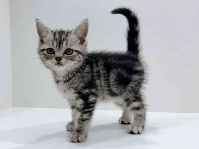 広島県のアメリカンショートヘアー (ひごペットフレンドリーフジグラン神辺店/2025年12月7日生まれ/女の子/シルバータビー)の子猫の3枚目の画像