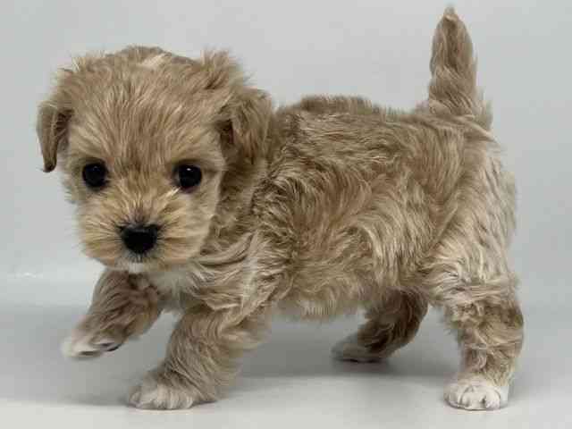 徳島県のマルプー(マルチーズ×プードル) (ひごペットフレンドリーゆめタウン徳島店/2025年12月7日生まれ/女の子/アプリコット)の子犬の3枚目の画像