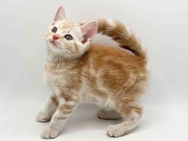 大阪府のアメリカンショートヘアー (ひごペットフレンドリーみのおキューズモール店/2025年12月5日生まれ/男の子/レッドタビー)の子猫の3枚目の画像