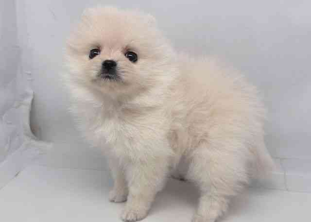 鳥取県のポメラニアン (ひごペットフレンドリーイオンモール鳥取北店/2025年11月30日生まれ/女の子/ホワイト)の子犬の3枚目の画像