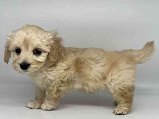 徳島県のマルックス(マルチーズ×ダックス) (ひごペットフレンドリーゆめタウン徳島店/2025年12月6日生まれ/男の子/クリーム)の子犬の3枚目の画像