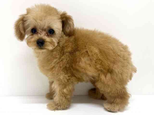 大阪府のトイプードル(トイ) (ひごペットフレンドリーくずはモール店/2025年12月8日生まれ/女の子/レッド)の子犬の3枚目の画像