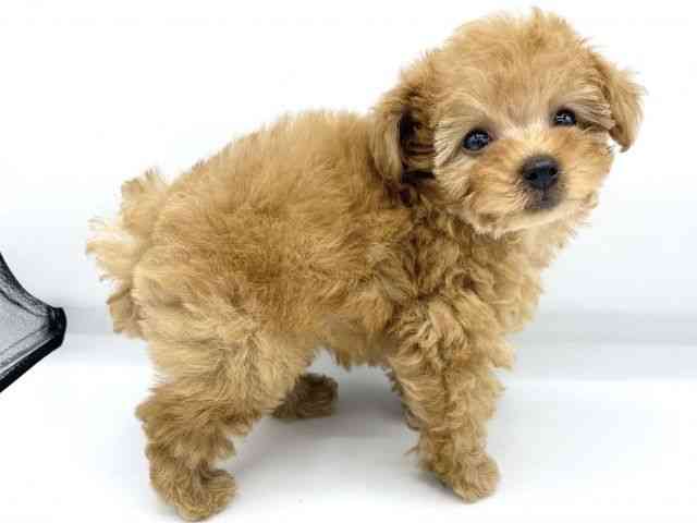 大阪府のトイプードル(トイ) (ひごペットフレンドリーららぽーとEXPOCITY店/2025年12月8日生まれ/女の子/レッド)の子犬の3枚目の画像