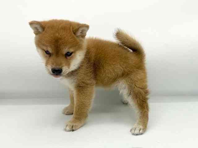 大阪府の柴犬(標準サイズ) (ひごペットフレンドリーららぽーとEXPOCITY店/2025年12月7日生まれ/男の子/赤)の子犬の3枚目の画像