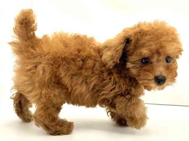 兵庫県のトイプードル(トイ) (ひごペットフレンドリークラウンパーク伊丹店/2025年11月29日生まれ/男の子/レッド)の子犬の3枚目の画像