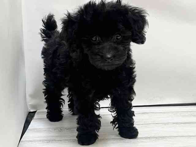 和歌山県のトイプードル(トイ) (ひごペットフレンドリーパームシティ和歌山店/2025年12月8日生まれ/女の子/ブラック)の子犬の3枚目の画像