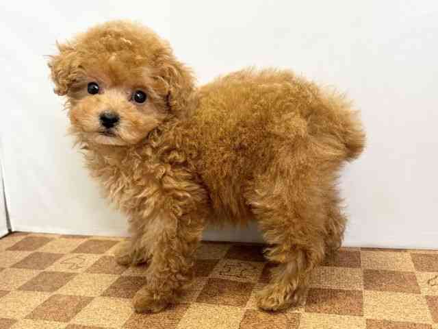 愛媛県のトイプードル(トイ) (ひごペットフレンドリーエミフルMASAKI店/2025年12月7日生まれ/女の子/レッド)の子犬の3枚目の画像