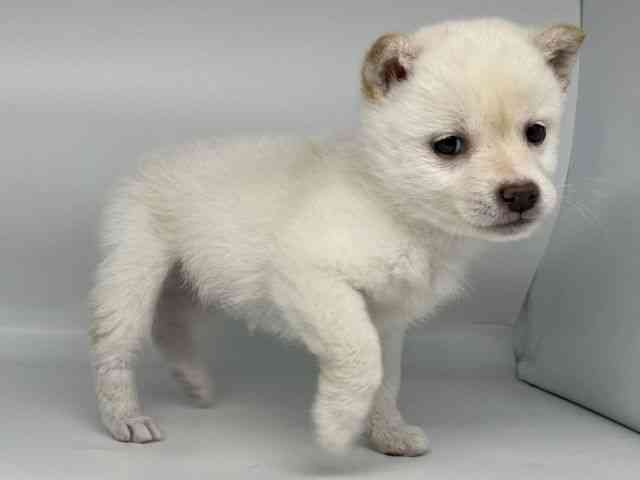 徳島県の柴犬(標準サイズ) (ひごペットフレンドリーゆめタウン徳島店/2025年12月8日生まれ/女の子/白)の子犬の3枚目の画像