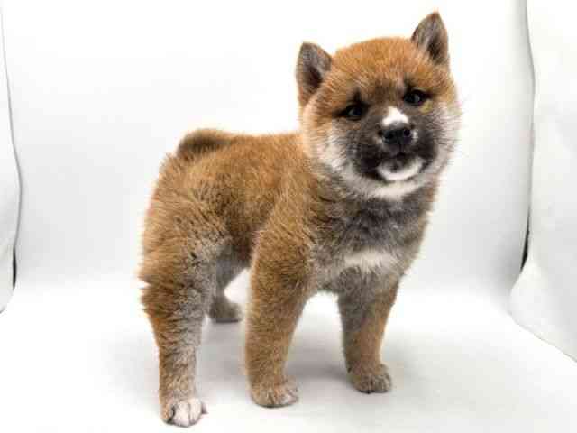 奈良県の柴犬(標準サイズ) (ひごペットフレンドリー田原本店/2025年12月8日生まれ/男の子/赤)の子犬の3枚目の画像